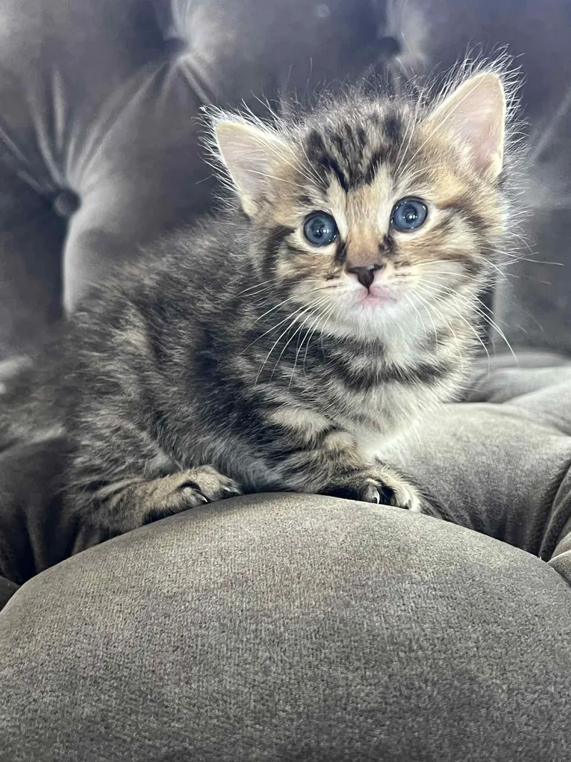 Nellie Chef thumbnail 3