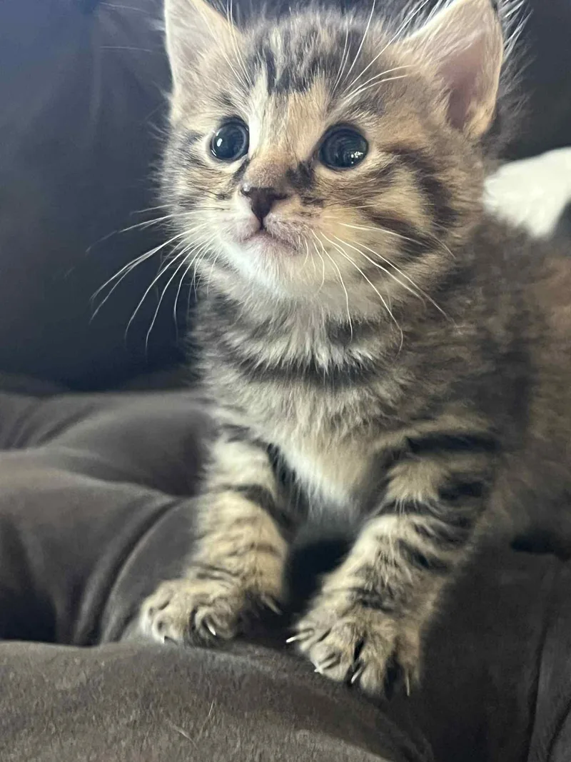 A baby small-sized female Tabby (Leopard / Spotted) Domestic Short Hair cat named Nellie Chef for adoption in Staten Island, NY