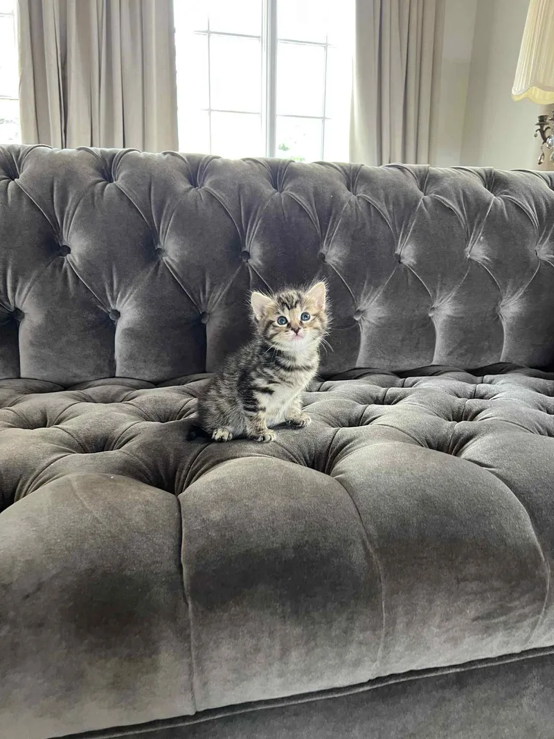 Nellie Chef thumbnail 5