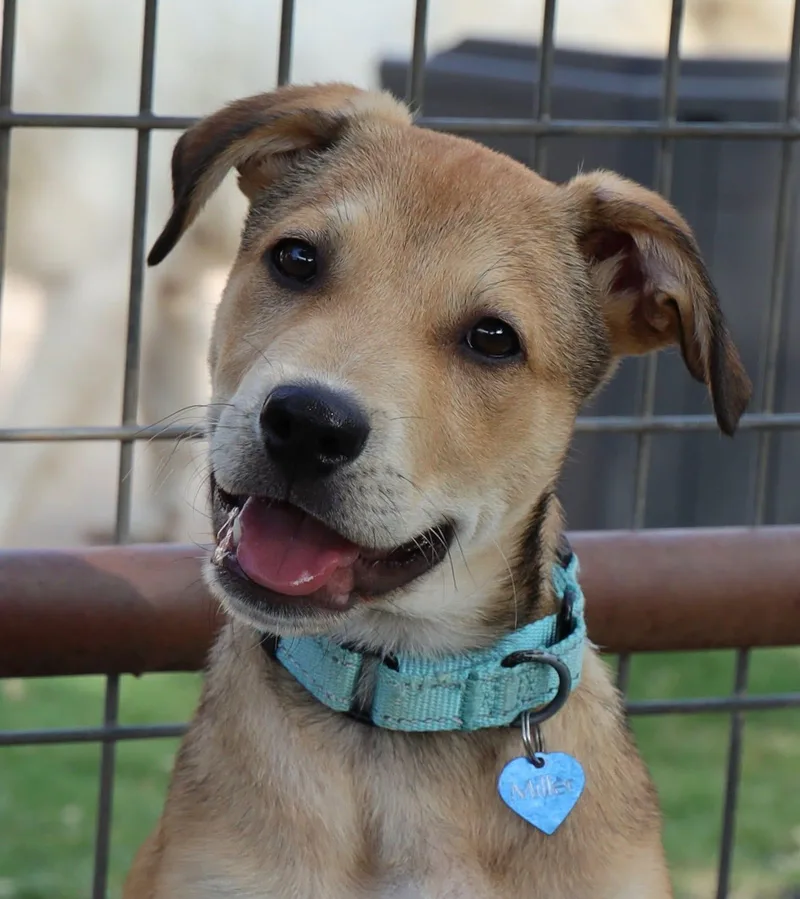 A baby medium-sized male Hound dog named Finn for adoption in Keller, TX