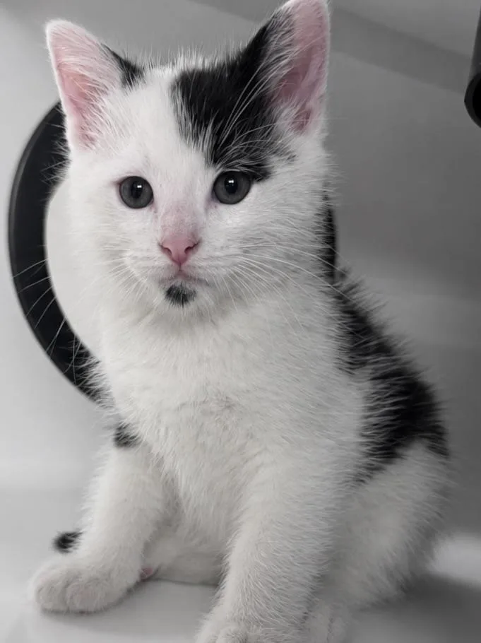 A baby small-sized male Domestic Short Hair cat named Goatee for adoption in Saint Paul, MN