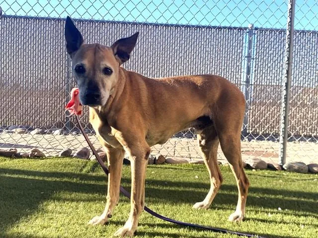 A senior large-sized male Boxer dog named Skippy for adoption in Phoenix, AZ