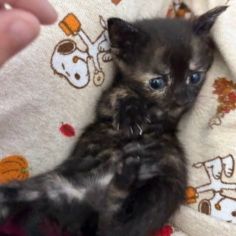 A baby small-sized female Tortoiseshell Domestic Short Hair cat named Change Your Win Conditions for adoption in Princeton, MN