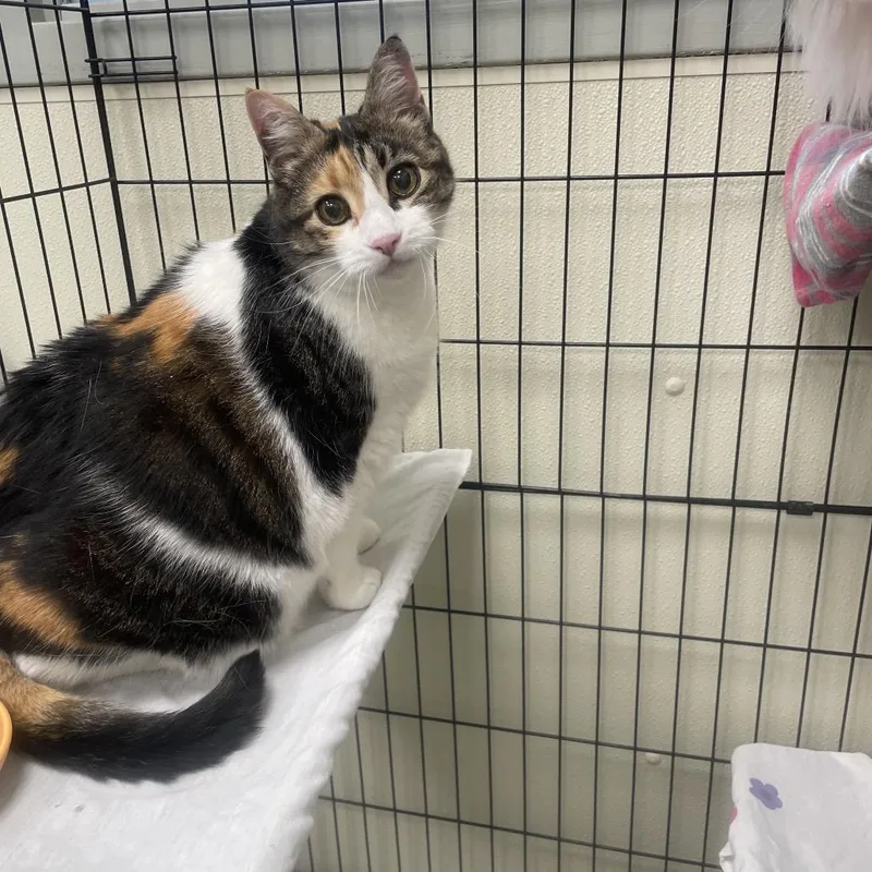 A senior medium-sized female Calico Domestic Short Hair cat named Purr Purr for adoption in Galax, VA