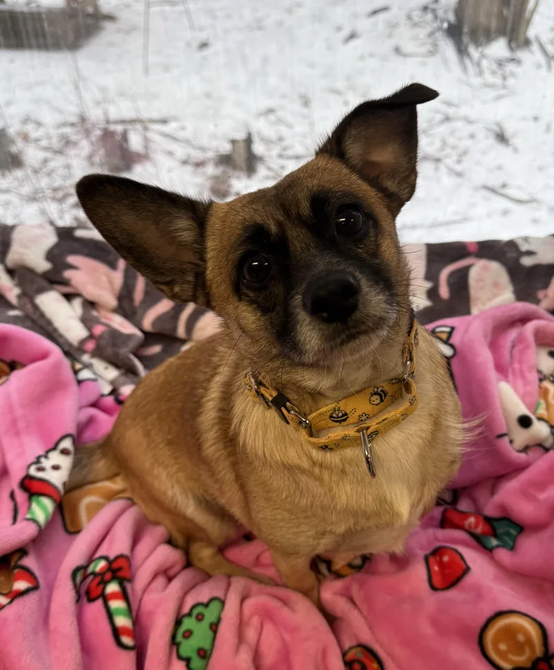 An adult small-sized male Mixed Breed dog named Banjo And Squirt for adoption in Sudbury, MA