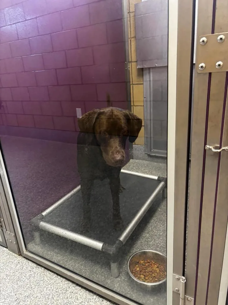 A young large-sized male Labrador Retriever dog named Duke for adoption in Greenfield, IN