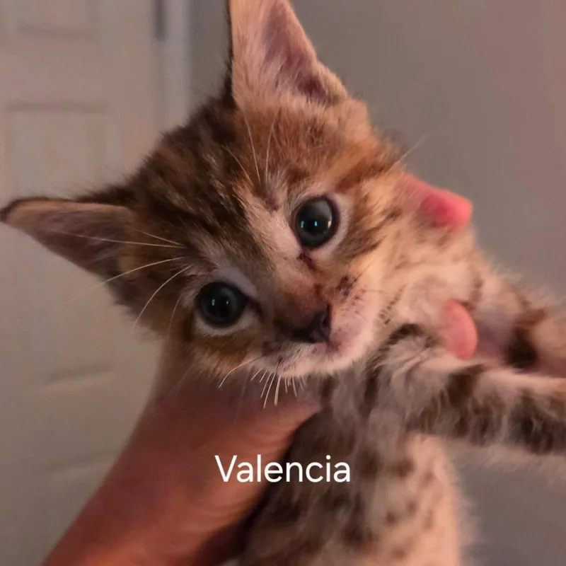 A baby small-sized female Domestic Short Hair cat named Valencia for adoption in Marshall, VA