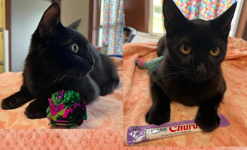 Brothers Benny & Jet thumbnail 2