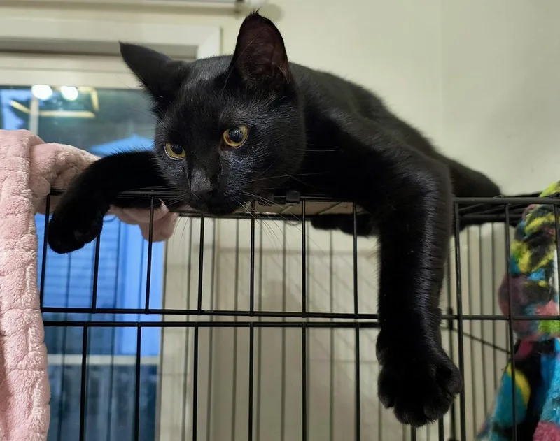 Brothers Benny & Jet thumbnail 3