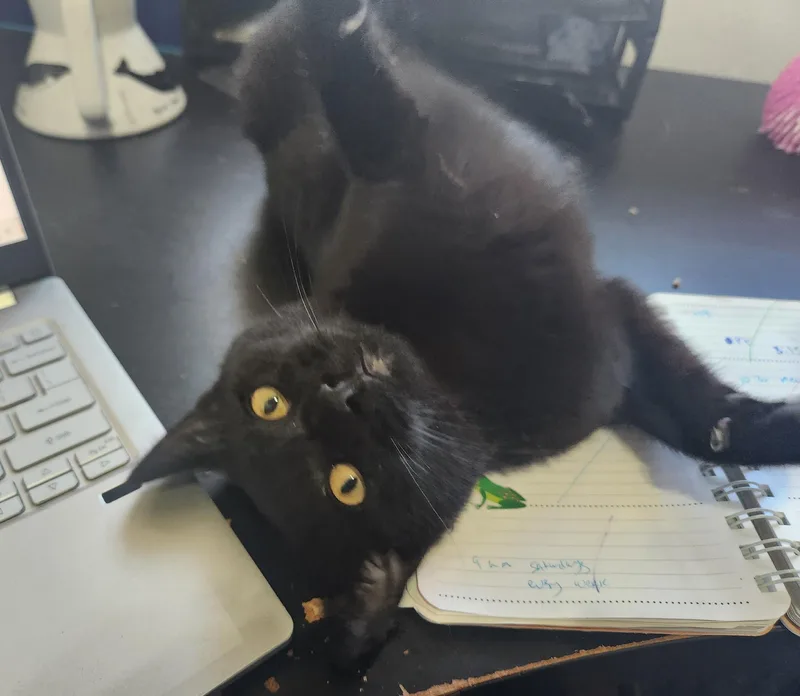 Brothers Benny & Jet thumbnail 4