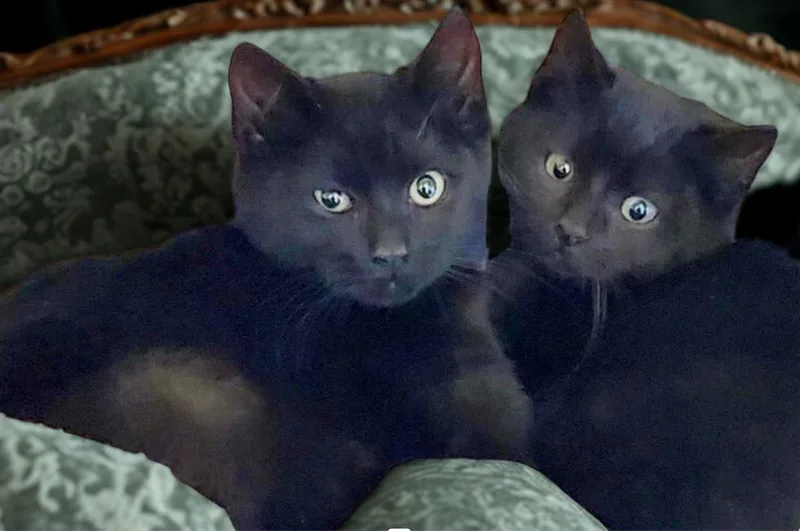 Brothers Benny & Jet thumbnail 5