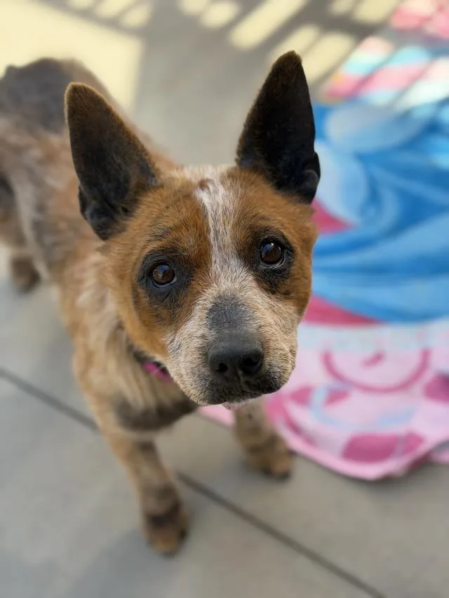 An adult medium-sized female Australian Cattle Dog / Blue Heeler dog named Penelope for adoption in Santa Maria, CA
