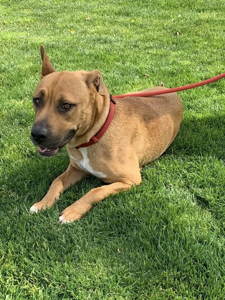 A young medium-sized female Black Mouth Cur dog named Ruby for adoption in Canyon Lake, CA