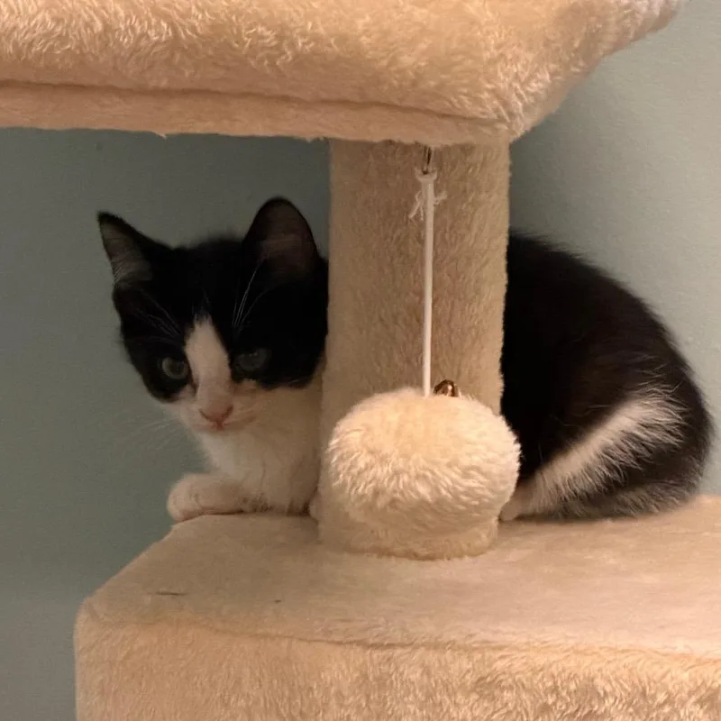 A baby small-sized female Black Domestic Short Hair cat named Marge for adoption in Middlebury, VT