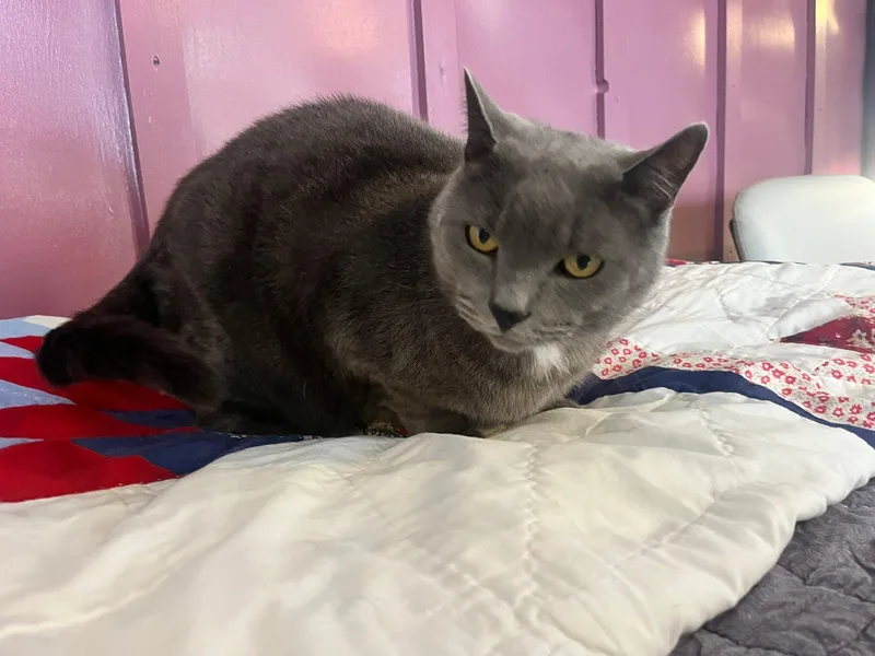 An adult extra large-sized male Gray / Blue / Silver American Shorthair cat named Grey for adoption