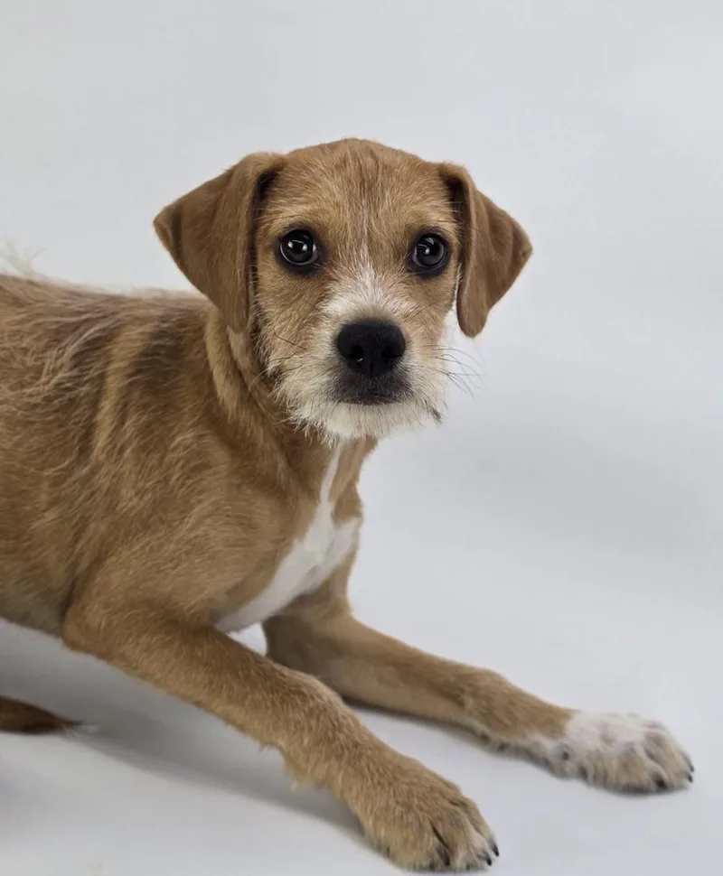 A baby large-sized male White / Cream Terrier dog named Toby for adoption in Sedalia, CO