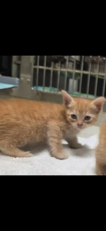 A young medium-sized female Domestic Medium Hair cat named Reese for adoption in Bluffton, IN