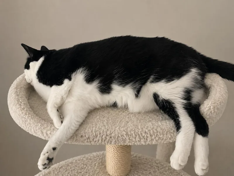 An adult medium-sized female Domestic Short Hair cat named Thunder Jewels for adoption in Dallas, TX