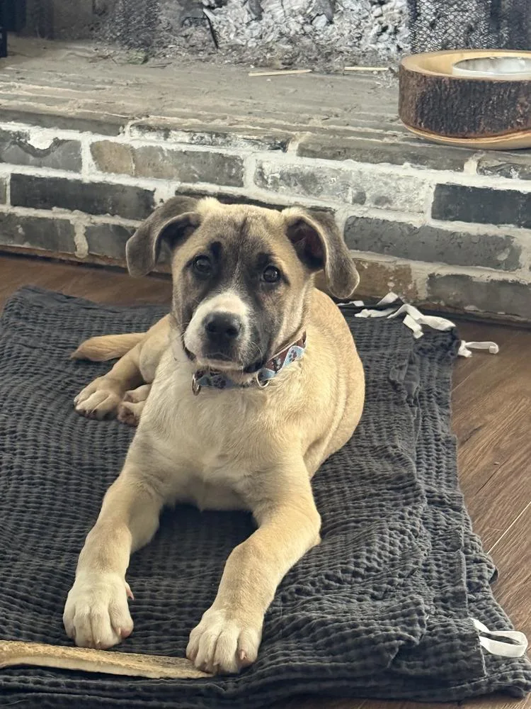 A baby large-sized female Great Pyrenees dog named Alice for adoption in Gillsville, GA