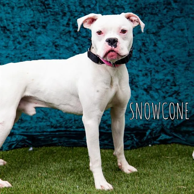 Snowcone