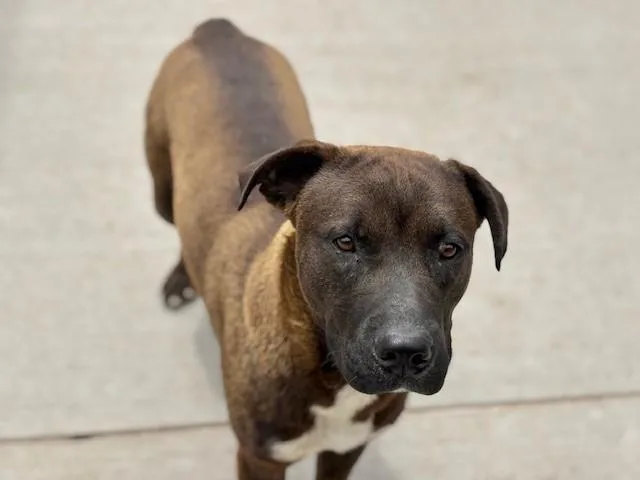 A young large-sized male Pit Bull Terrier dog named Jimmy for adoption in Tulsa, OK