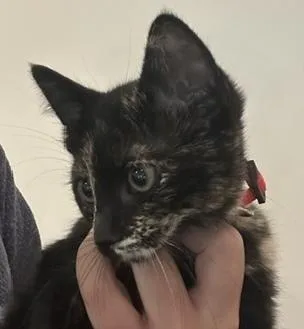 A baby small-sized female Domestic Short Hair cat named Strawberry Shortcake for adoption in Dallas, TX