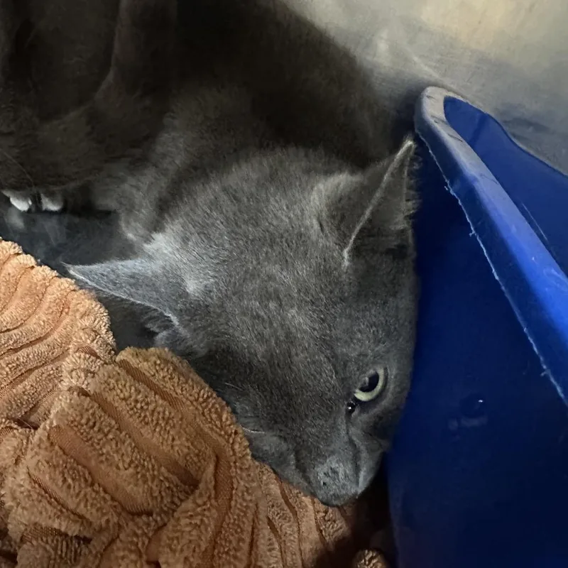 A baby medium-sized male Gray / Blue / Silver Domestic Short Hair cat named Ravenclaw for adoption in Palestine, TX