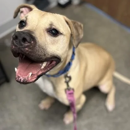A baby medium-sized male Mixed Breed dog named Milo for adoption in Janesville, WI