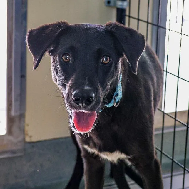 A baby medium-sized male Black Retriever dog named Clifton for adoption in Bradenton, FL