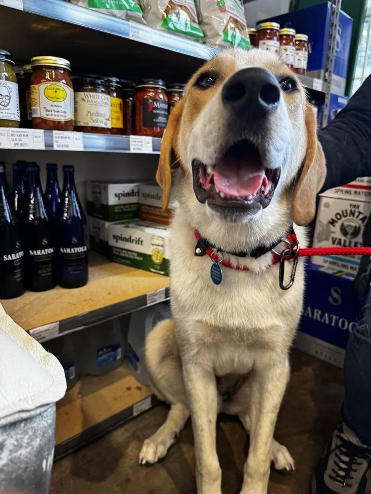 A baby large-sized male Great Pyrenees dog named Tommy Aka Tucker for adoption in Manhattan, NY