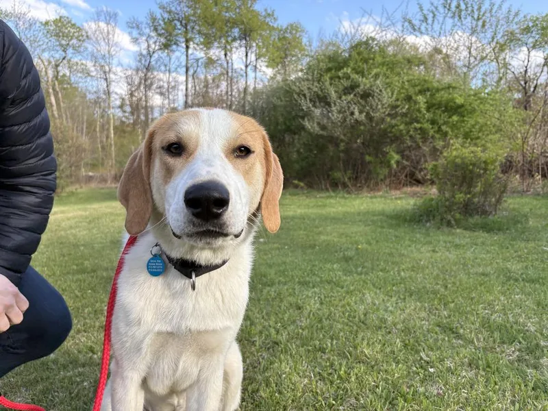 Tommy Aka Tucker thumbnail 4
