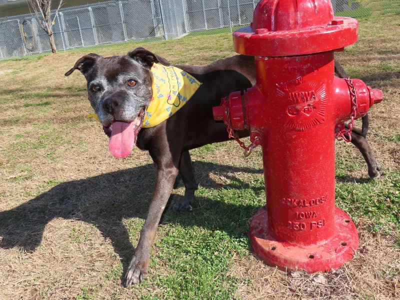 Anna Nanna   thumbnail 4