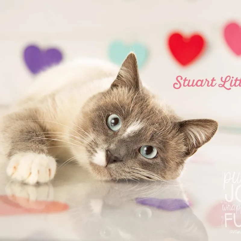 Stuart Little thumbnail 2