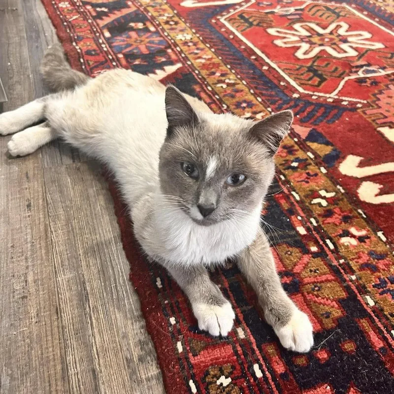 Stuart Little thumbnail 3