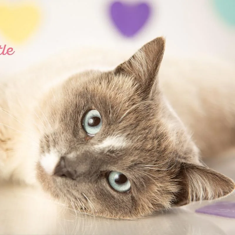 Stuart Little thumbnail 4