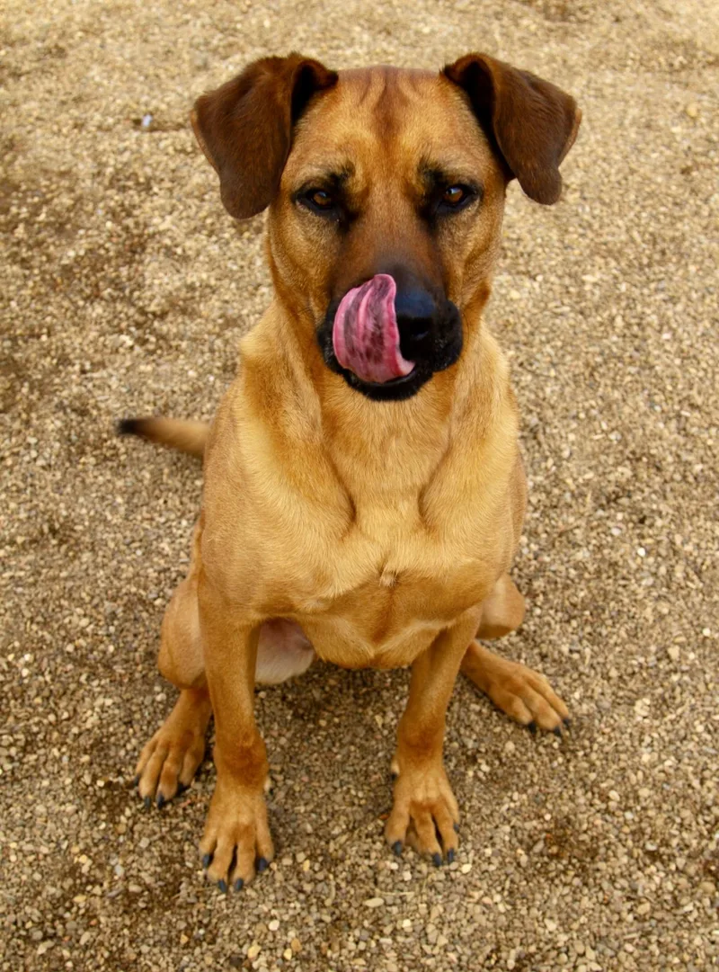 Scarlett thumbnail 3