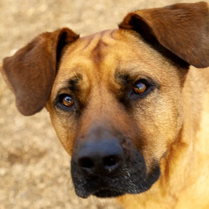 An adult large-sized female Brown / Chocolate German Shepherd Dog dog named Scarlett for adoption in Rapid City, SD