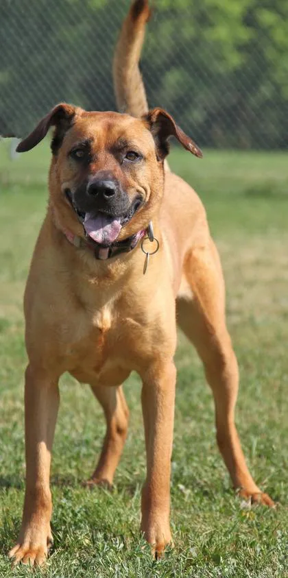 Scarlett thumbnail 5