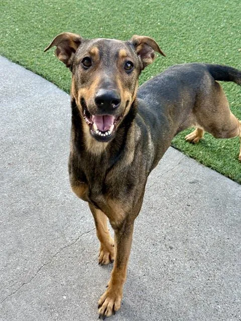 An adult large-sized male Mixed Breed dog named Bennie for adoption in Dallas, TX