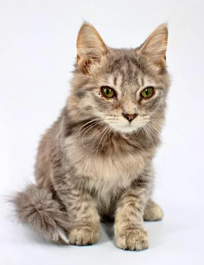 A baby small-sized male Domestic Long Hair cat named Nugget for adoption in Morton Grove, IL