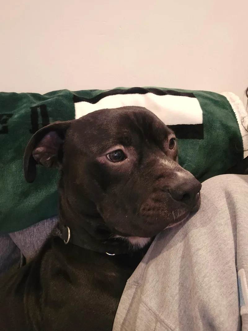 An adult medium-sized male Staffordshire Bull Terrier dog named Trumpet for adoption in Voorhees, NJ