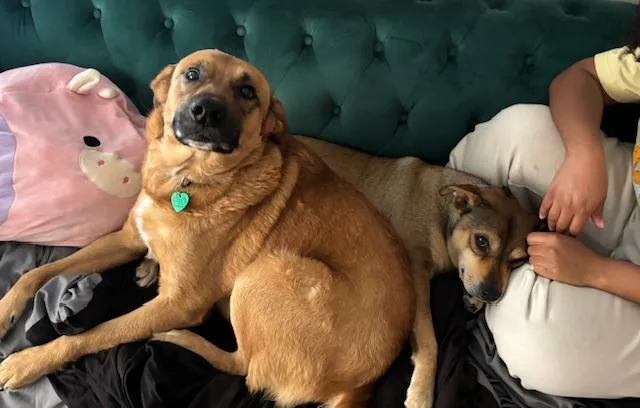 Jellybean thumbnail 2