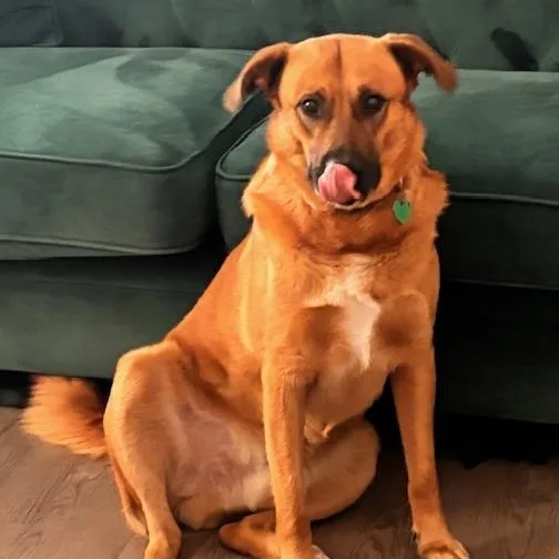 Jellybean thumbnail 3