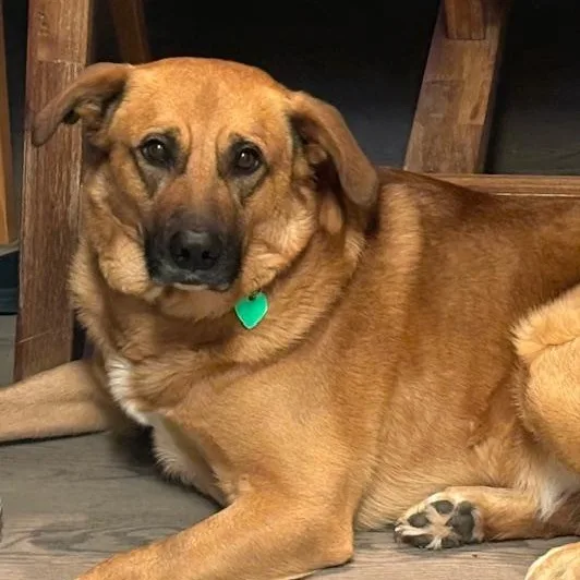 Jellybean thumbnail 4