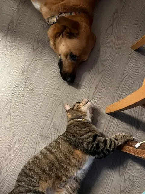 Jellybean thumbnail 5