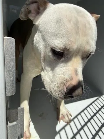 A young large-sized male Staffordshire Bull Terrier dog named A for adoption in Houston, TX