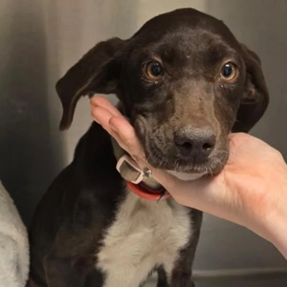 A baby medium-sized female Brown / Chocolate German Shorthaired Pointer dog named Vivi for adoption in Potomac, MD