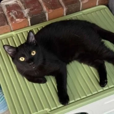 A young medium-sized male Black Domestic Short Hair cat named Romeo for adoption in Warr Acres, OK