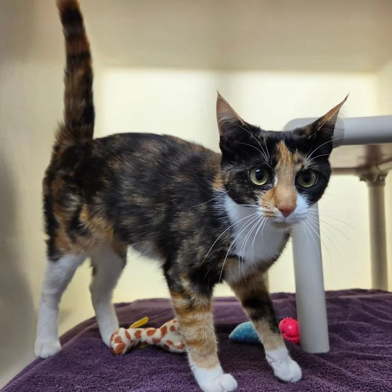 A young medium-sized female Calico Domestic Short Hair cat named Darcy for adoption in Harrisonburg, VA