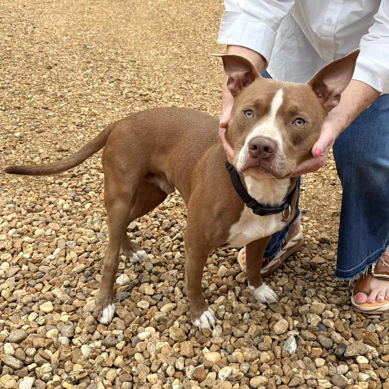 An adult medium-sized male Pit Bull Terrier dog named Chester for adoption in Chicago, IL